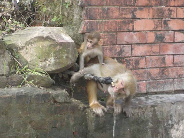 Nepal